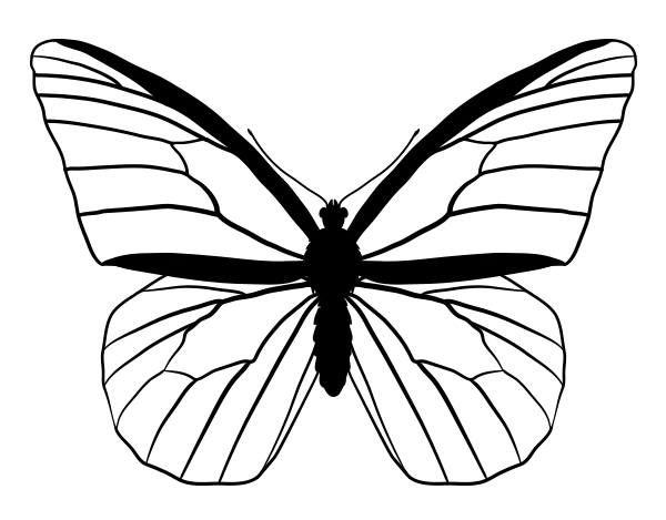 Butterfly Outline Sketch at PaintingValley.com | Explore collection of