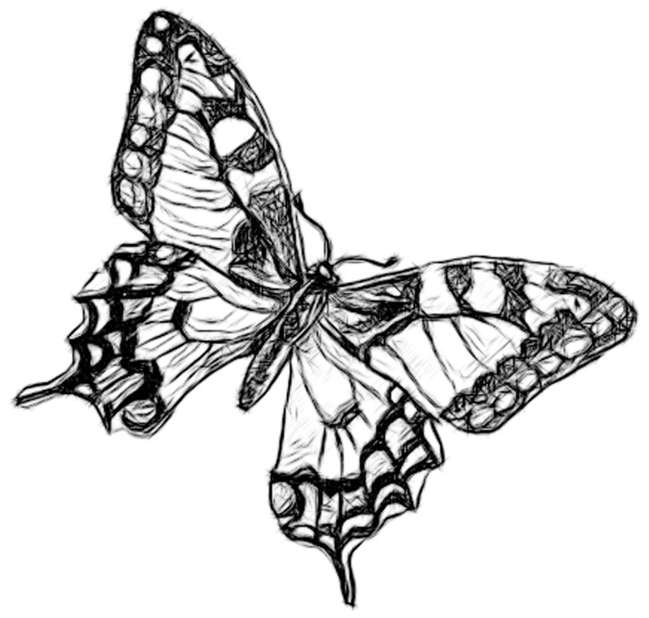 918x874 Outline Sketch Of Flowers Simple Drawing Of Flowers And - Butterfly Outline Sketch