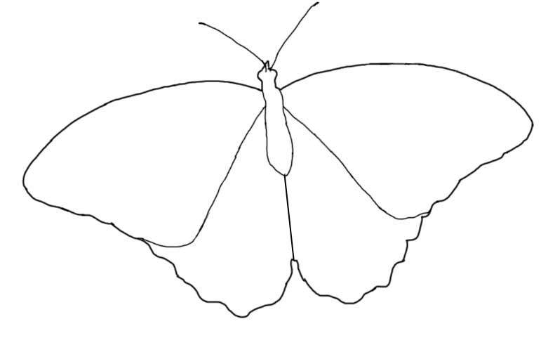 781x481 Butterfly Outline Coloring Pages Free Coloring Library - Butterfly Outline Sketch