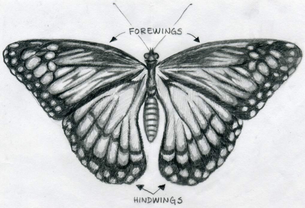 1018x696 Butterfly Drawings - Butterfly Pencil Sketch