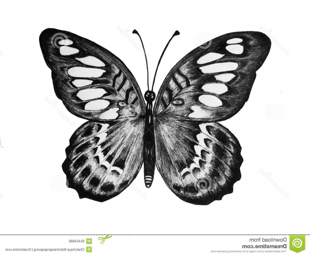 Butterfly Pencil Sketch at PaintingValley.com | Explore collection of