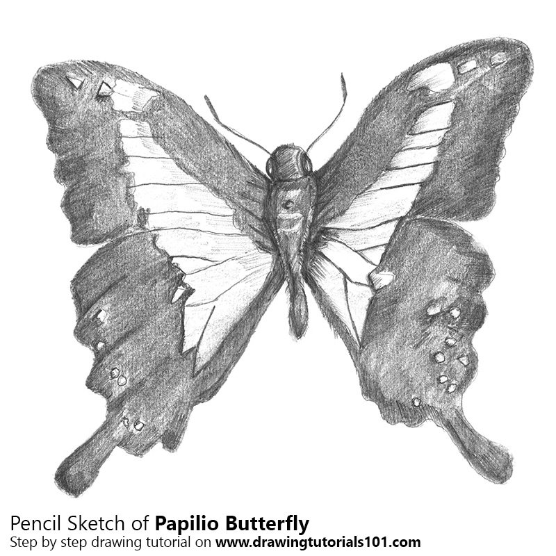 800x800 Papilio Butterfly Pencil Drawing - Butterfly Pencil Sketch