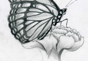 300x210 Pencil Drawing Pictures Of Butterfly Butterfly Pencil Sketches - Butterfly Pencil Sketch