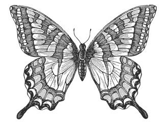324x248 Butterfly Pencil Drawing - Butterfly Pencil Sketch