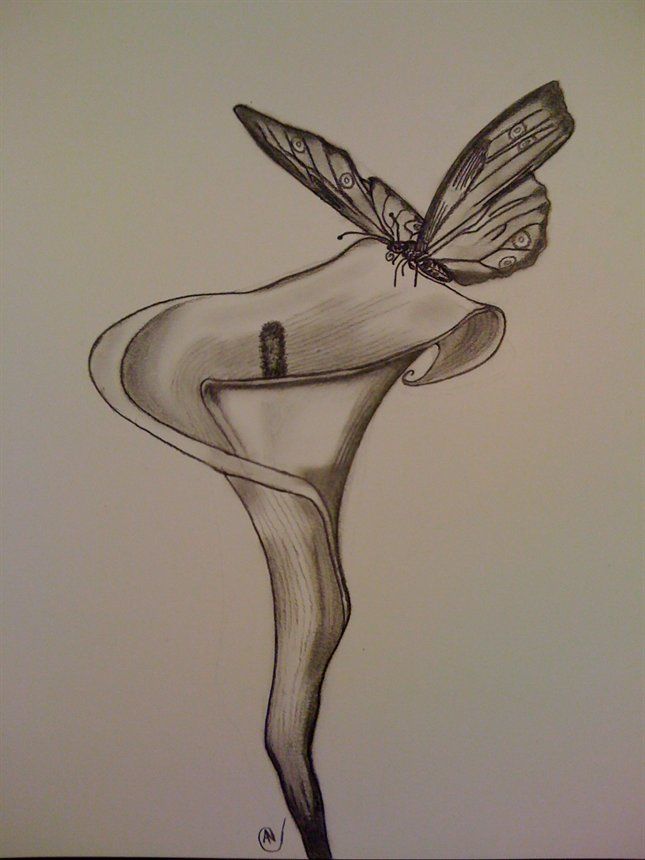 645x860 Drawings Of Flowers And Butterflies Pencil Drawings Of Flowers - Butterfly Pencil Sketch