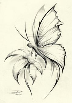 236x340 Drawings Drawings - Butterfly Pencil Sketch