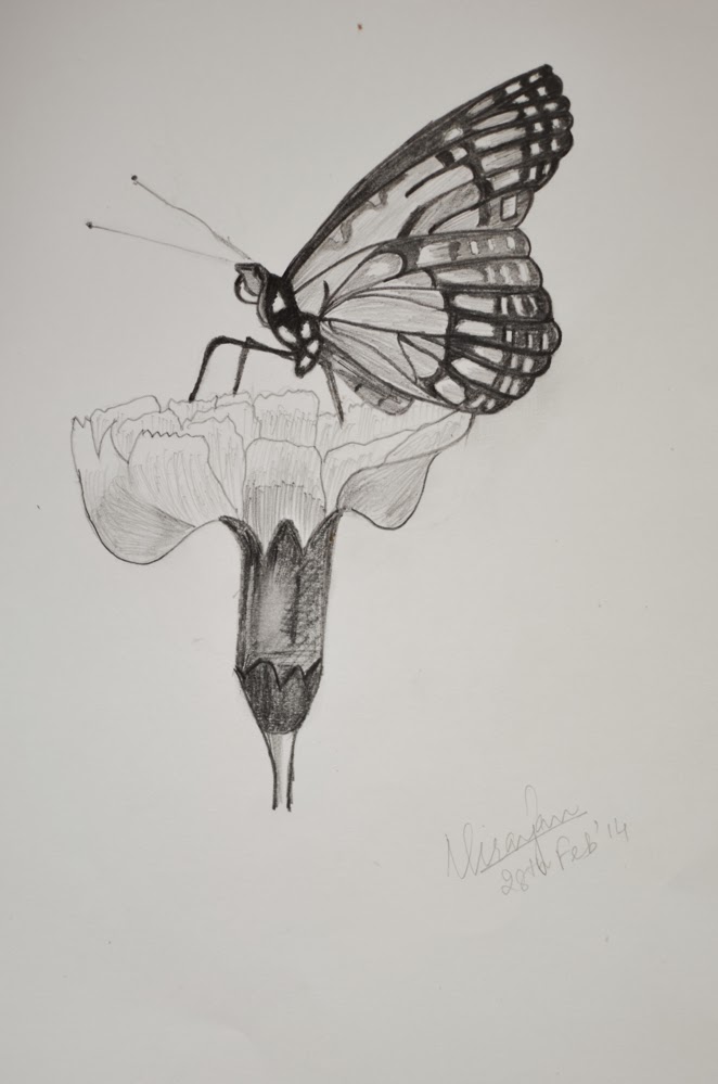 662x999 A Penny For Thoughts!!! The Butterfly - Butterfly Pencil Sketch