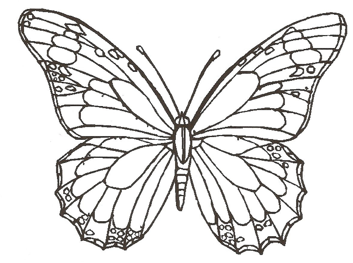 1175x875 Simple Butterfly Sketch Butterfly Simple Drawing At Getdrawings - Butterfly Simple Sketch