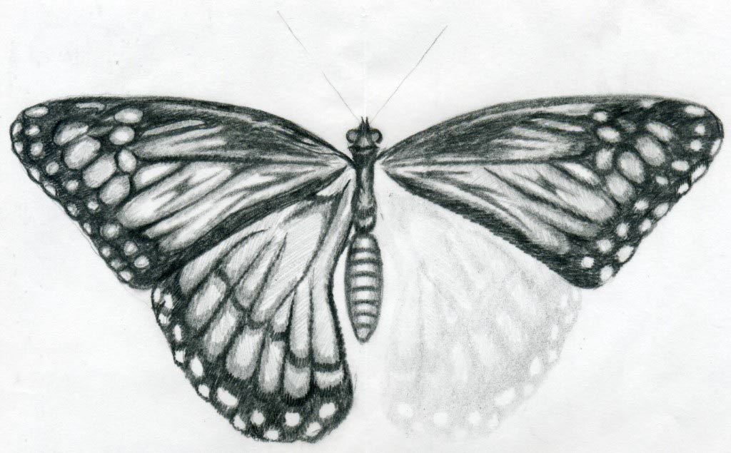 1024x635 Butterfly Drawings - Butterfly Simple Sketch