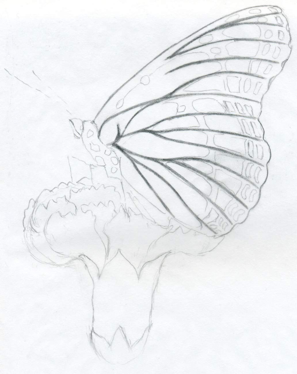 1032x1298 Butterfly Pencil Drawings You Can Practice - Butterfly Simple Sketch
