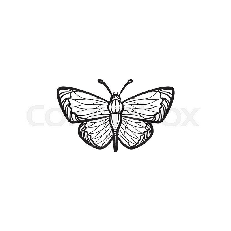 800x800 Vector Hand Drawn Butterfly Outline Doodle Icon. Butterfly Sketch - Butterfly Sketch