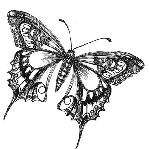 480x480 Butterfly Drawings Black And White Butterfly Drawing Image - Butterfly Sketch