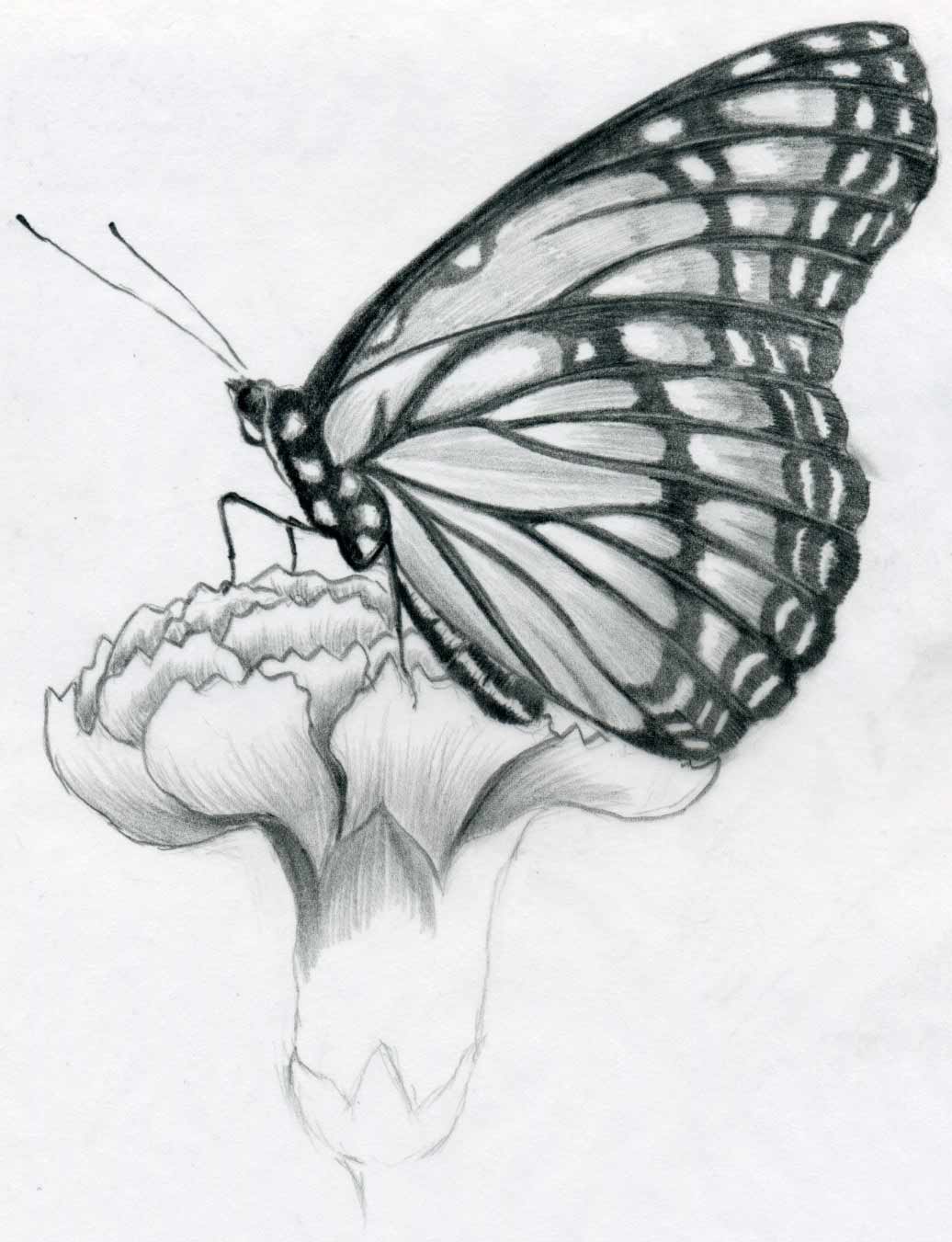 1036x1351 Butterfly Pencil Drawings You Can Practice - Butterfly Sketch Drawings