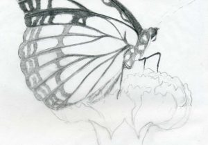 300x210 Butterfly Sketch Drawing Art Pencil Simple Pencils Drawing - Butterfly Sketch Drawings