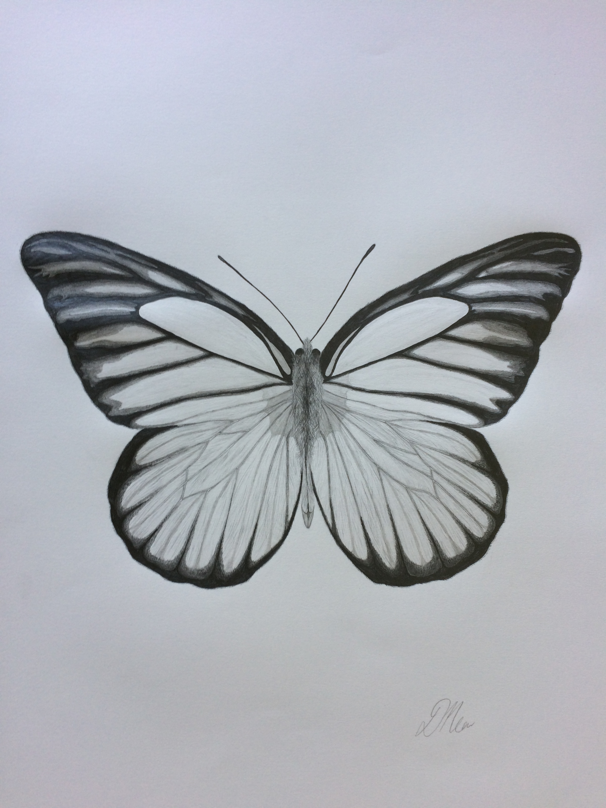 Butterfly Sketch Drawings at PaintingValley.com | Explore collection of ...