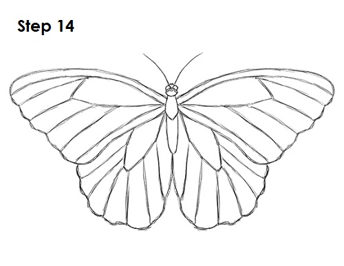 500x386 How To Draw A Butterfly - Butterfly Sketch Drawings