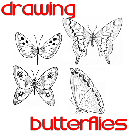 450x450 Butterfly Drawing Easy Methods How To Draw Butterflies Step By - Butterfly Sketch Drawings