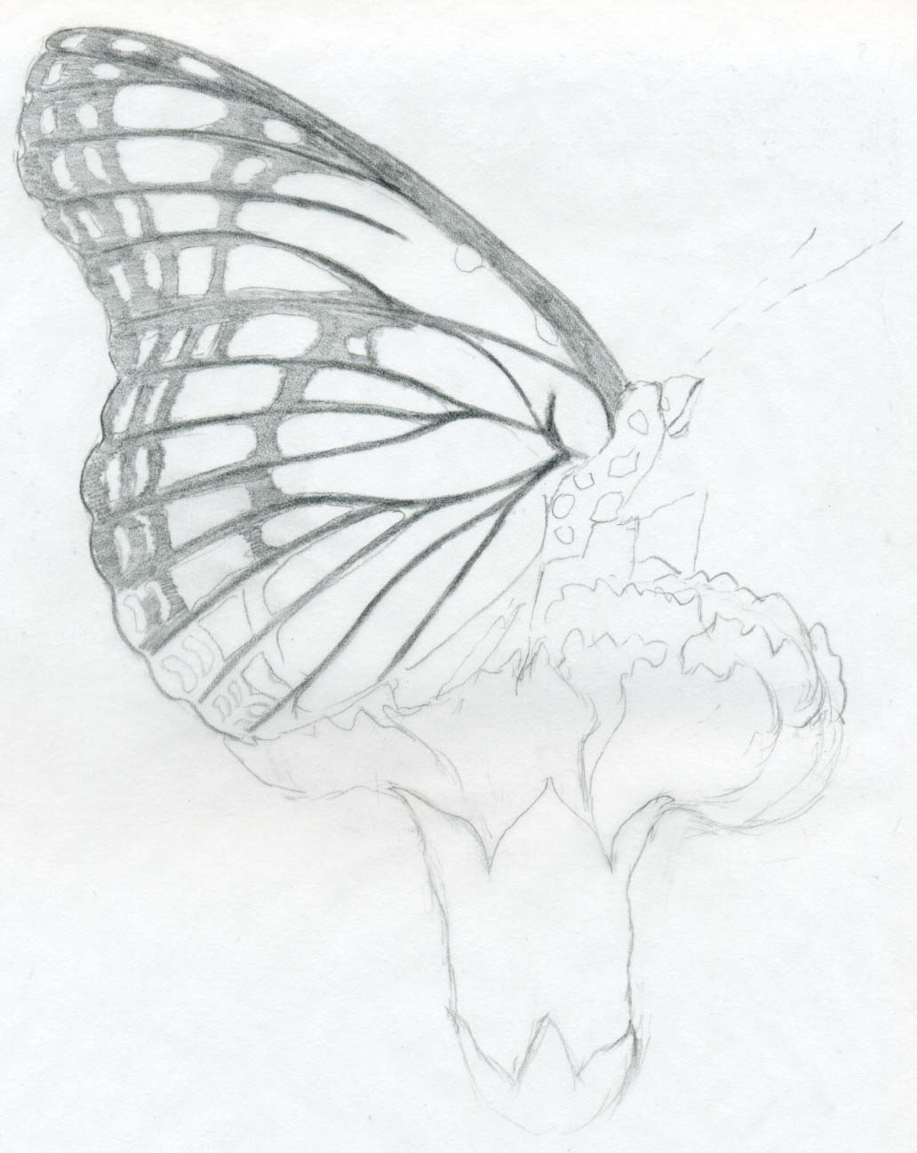 1032x1298 Butterfly Sketch Drawing Art Pencil Simple Pencils Drawing - Butterfly Sketch Easy