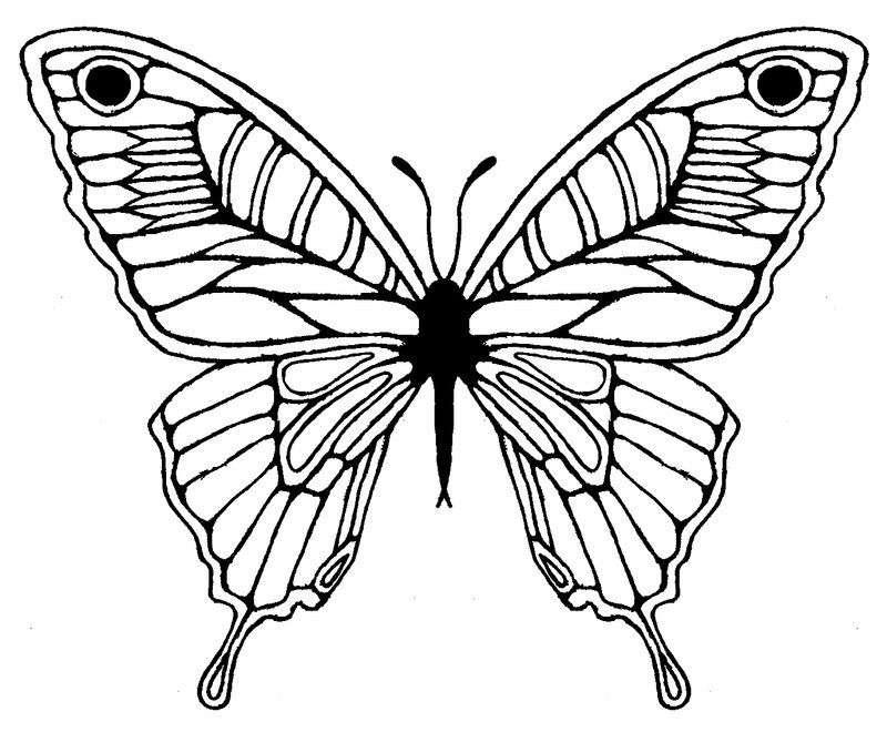 800x660 Butterfly Wing Drawing - Butterfly Sketch Easy