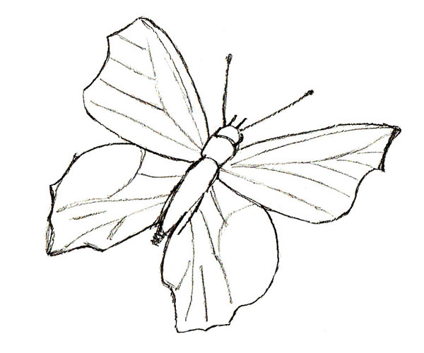 600x500 How To Draw A Butterfly - Butterfly Sketch Easy