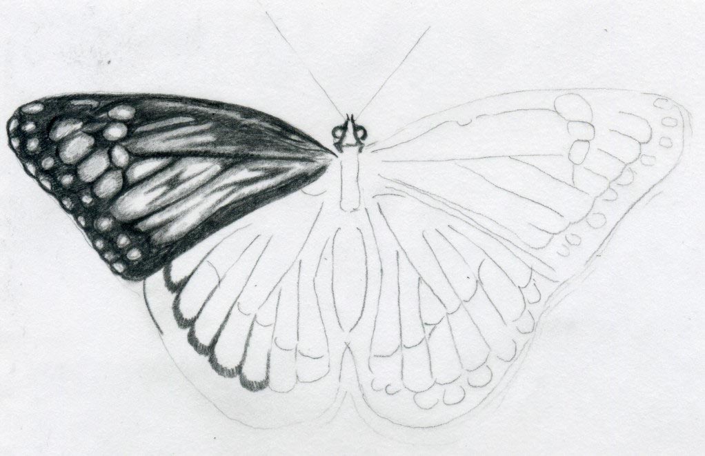 1022x661 Butterfly Drawings - Butterfly Sketch Easy