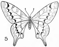 Butterfly Sketch Images