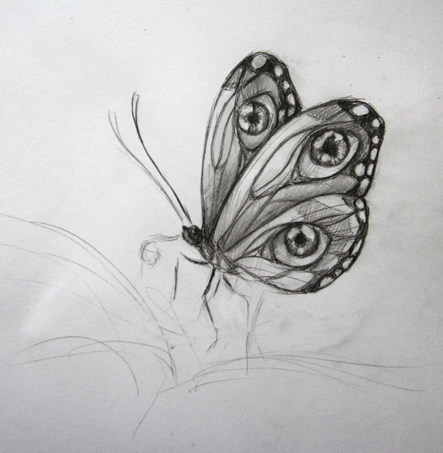 884x903 Butterfly Sketch By Benjiiben - Butterfly Sketch Images