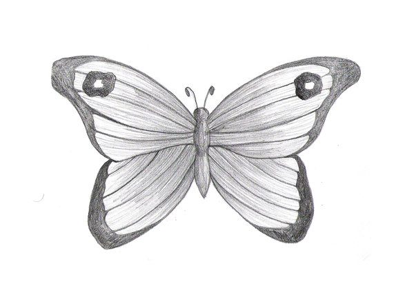 600x444 Butterfly Sketch By Darkbear - Butterfly Sketch Images