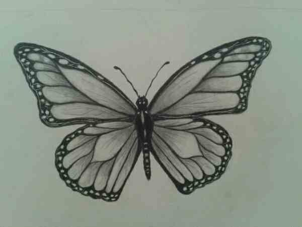 600x450 Butterfly Sketch Sketchingdrawing Butterfly - Butterfly Sketch Images