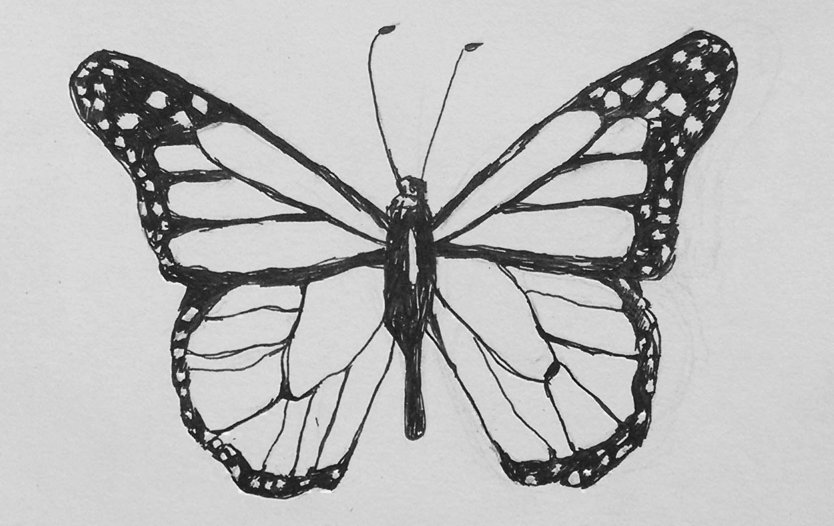 Butterfly Sketch Images at PaintingValley.com | Explore collection of ...