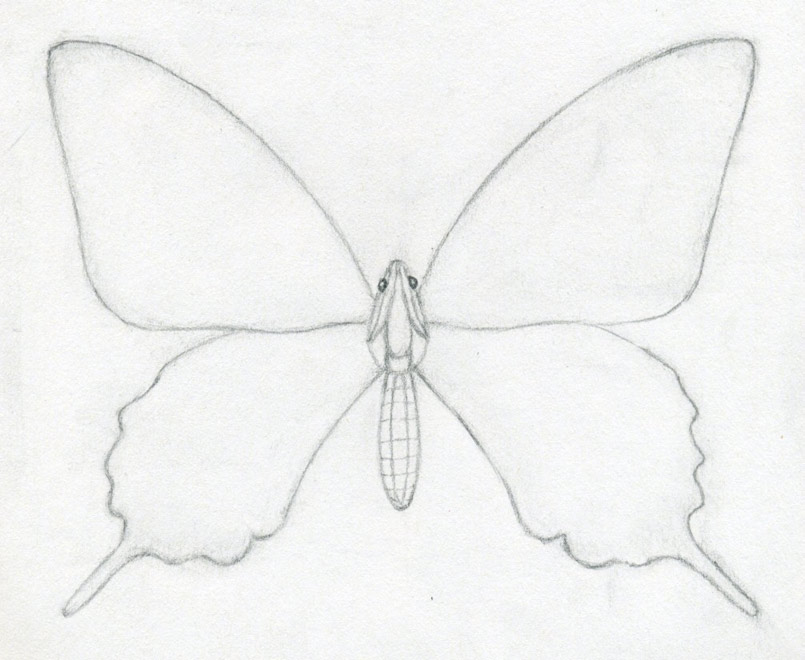 805x660 How To Draw A Butterfly. Surprisingly Easy! - Butterfly Sketch Images
