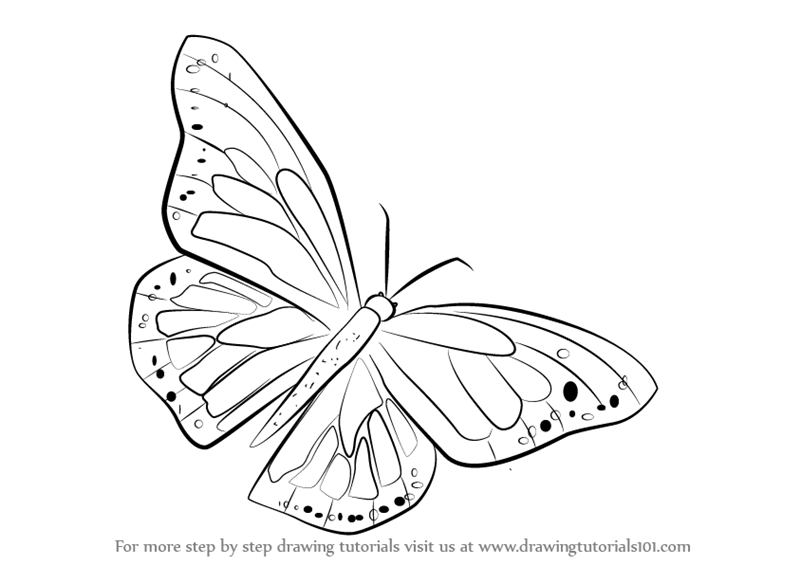 800x565 Learn How To Draw A Monarch Butterfly (Butterflies) Step By Step - Butterfly Sketch Images