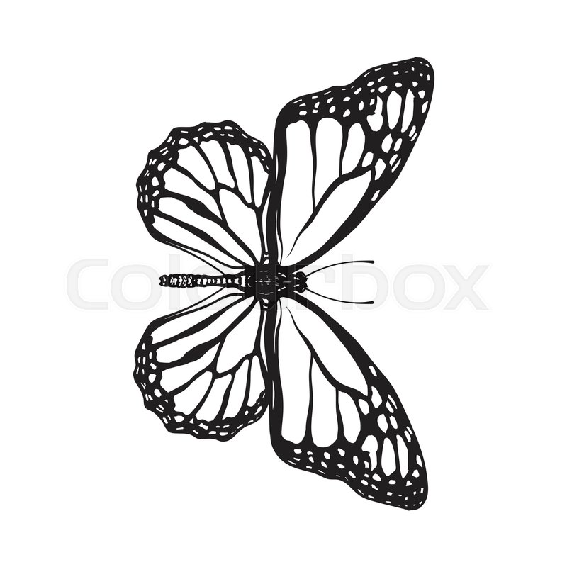 800x800 Top View Of Beautiful Monarch Butterfly, Sketch Illustration - Butterfly Sketch Images