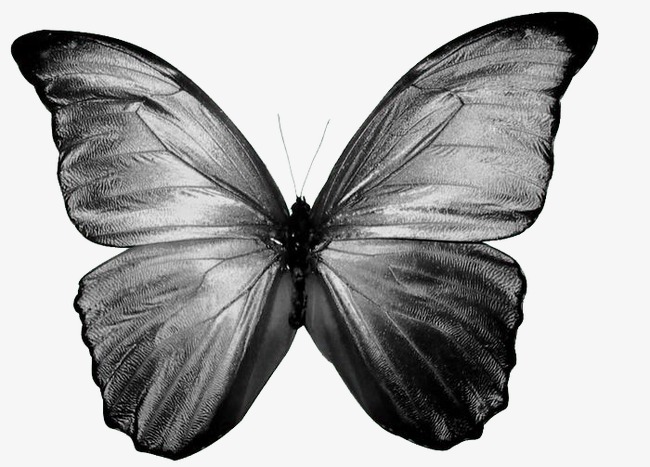 Butterfly Sketch Images at PaintingValley.com | Explore collection of ...