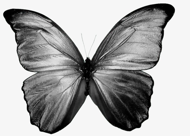 650x467 Butterfly Sketch, Butterfly Clipart, Creative, Cartoon Png Image - Butterfly Sketch Images