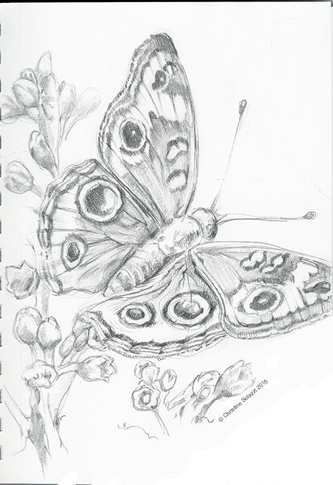 472x688 Butterfly Sketch - Butterfly Sketch Pics