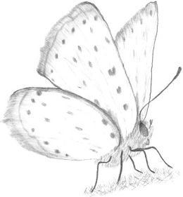 260x281 Simple Butterfly Drawings - Butterfly Sketch Pics
