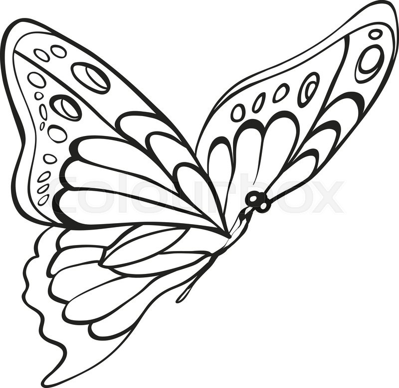 800x779 Beautiful Monochrome Butterfly. Sketch Of Insect For Design And - Butterfly Sketch Pics