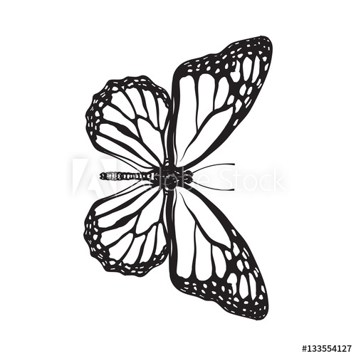 500x500 Top View Of Beautiful Monarch Butterfly, Sketch Illustration - Butterfly Sketch Pics