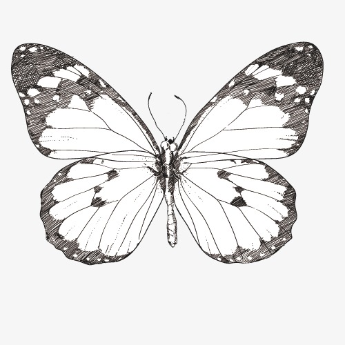 500x500 Butterfly Elements, Butterfly, Sketch, Butterfly Vector Png And - Butterfly Sketch Pics