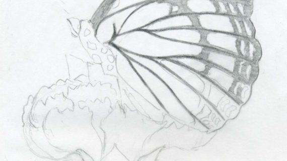 570x320 Easy Pencil Butterfly Nature Drawing Pictures - Butterfly Sketch Simple