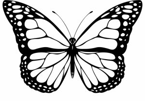 300x210 Simple Butterfly Sketch How To Draw A Butterfly Easy Stepstep - Butterfly Sketch Simple