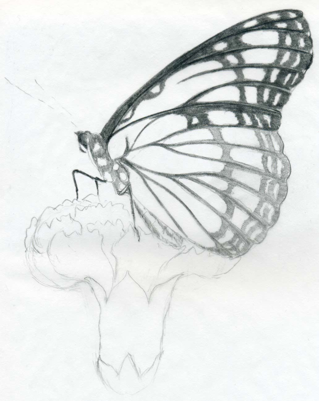 Butterfly Sketch Simple at PaintingValley.com | Explore collection of ...