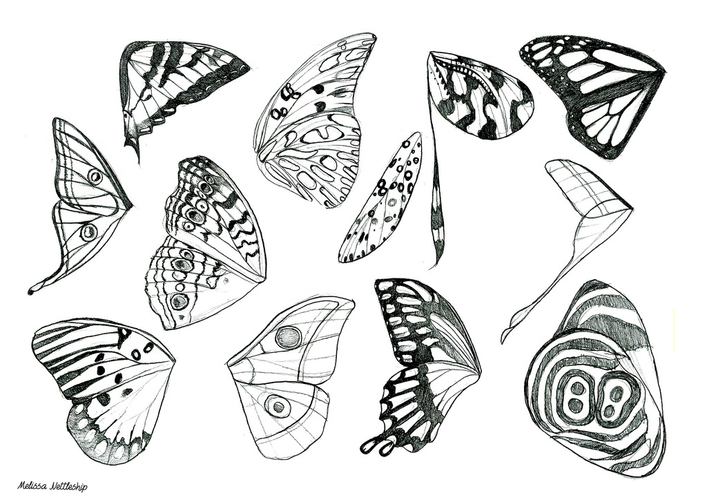 1024x724 Butterfly And Moth Wings Melissa Nettleship - Butterfly Wings Sketch