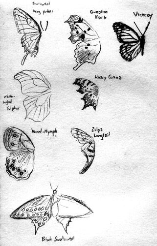 321x500 Butterfly Wings Ren Fest Ideas Drawings, Butterfly - Butterfly Wings Sketch