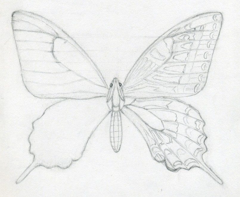 805x660 How To Draw A Butterfly. Surprisingly Easy! - Butterfly Wings Sketch