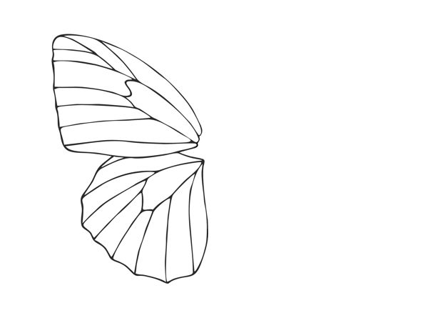 600x438 How To Draw A Butterfly - Butterfly Wings Sketch