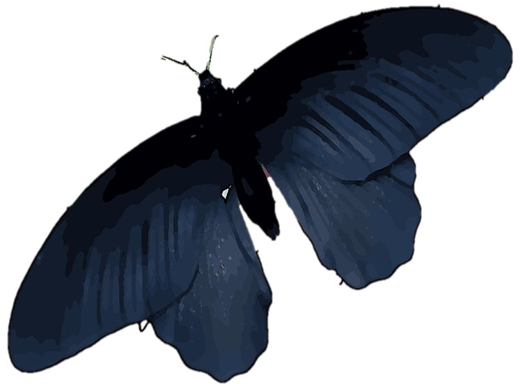 750x551 Black Butterfly Wings Offer A Model For Better Solar Cells - Butterfly Wings Sketch