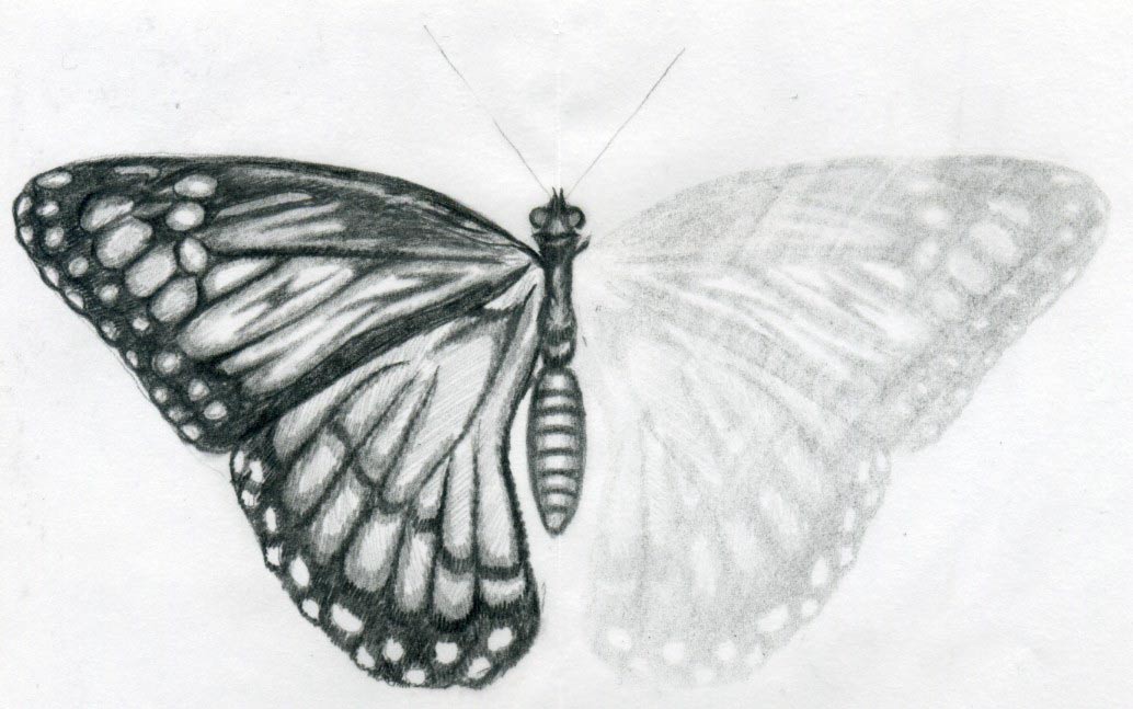 1034x647 Butterfly Drawings - Butterfly Wings Sketch