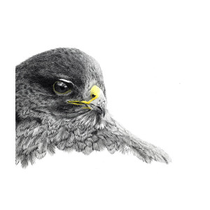 300x300 Buzzard Drawing By Hanneke Messelink Anders - Buzzard Sketch